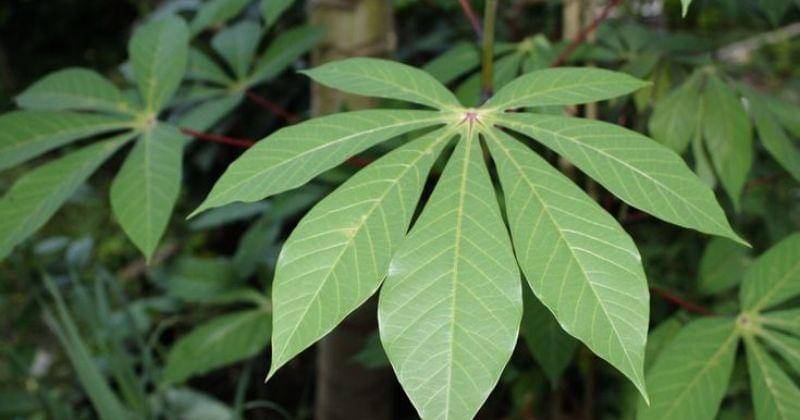 Pinterest.com/Pixabay